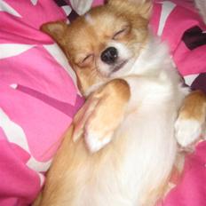 Chihuahua Chiquita <3