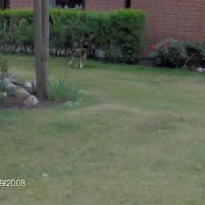 Blanding af racer Matis