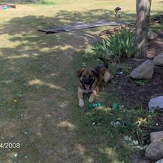 Blanding af racer Matis