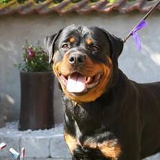 Rottweiler Xinka's Casko (R.I.P)