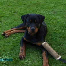 Rottweiler Xinka's Casko (R.I.P)