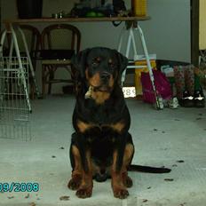 Rottweiler Xinka's Casko (R.I.P)