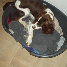 Engelsk springer spaniel Hannibal