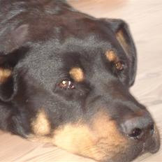 Blanding af racer Basse (bamse)R.I.P