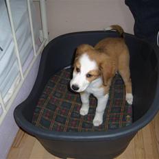 Blanding af racer Mindy