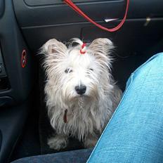 West highland white terrier Mollie *DØD* <3