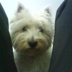 West highland white terrier Luna