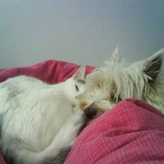 West highland white terrier Luna