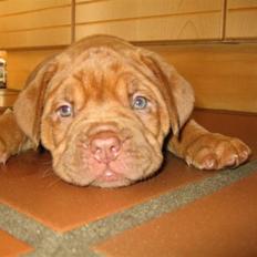 Dogue de bordeaux Cobberhouse's Buena Vista