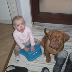 Dogue de bordeaux Cobberhouse's Buena Vista