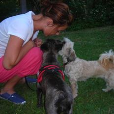 Fransk bulldog Bella