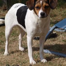 Jack russell terrier | Cavalir | Chanell <3