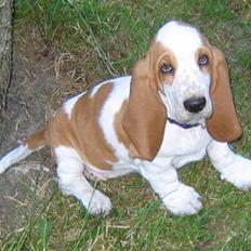 Basset hound Andrea