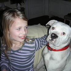 Amerikansk bulldog Chili