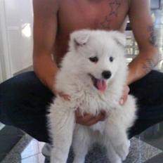 Japansk spids Chanel