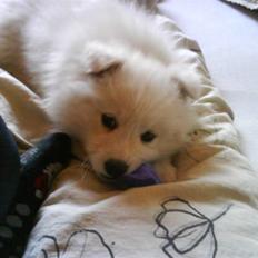 Japansk spids Chanel