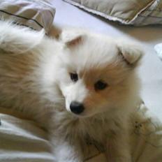 Japansk spids Chanel