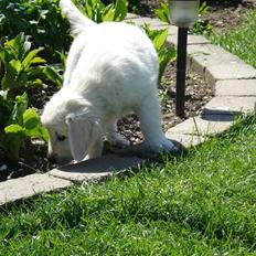 Golden retriever Pelle