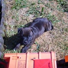 Staffordshire bull terrier Samardhi