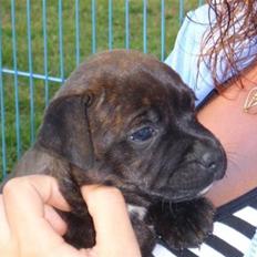 Staffordshire bull terrier Samardhi