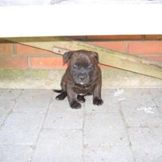 Staffordshire bull terrier Samardhi