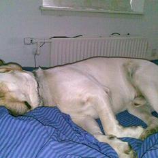 Labrador retriever Grøffe