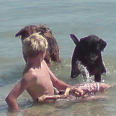 Rottweiler molie af bryrup
