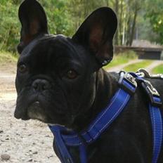 Fransk bulldog Midland Moor Armani Code 