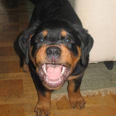 Rottweiler Jondia's benjo