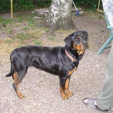 Rottweiler Elmedige's "Jubi" -*RIP*