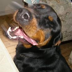 Rottweiler Elmedige's "Jubi" -*RIP*