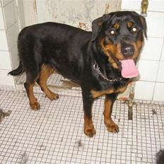 Rottweiler Elmedige's "Jubi" -*RIP*
