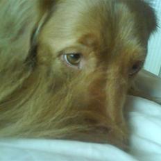 Nova scotia duck tolling retriever *R.I.P* 8/1 2009 Balto