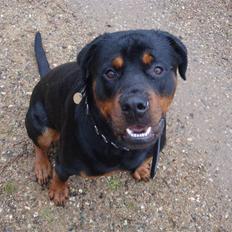Rottweiler Rocco