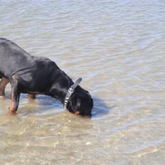 Rottweiler Rocco
