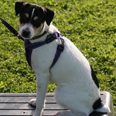 Dansk svensk gaardhund : Buster