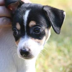 Dansk svensk gaardhund : Buster