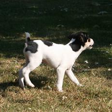 Dansk svensk gaardhund : Buster