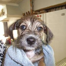 Blanding af racer Madicken