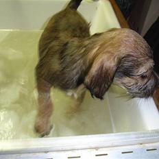 Blanding af racer Madicken