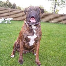 Boxer Exxon R.I.P.