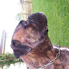 Boxer Exxon R.I.P.