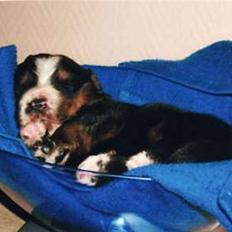 Berner sennenhund Ofelia (Bor hos eksmanden)