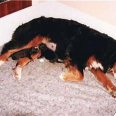 Berner sennenhund Ofelia (Bor hos eksmanden)