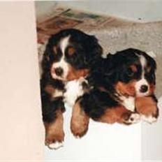 Berner sennenhund Ofelia (Bor hos eksmanden)