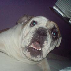 Engelsk bulldog Lina R.I.P.