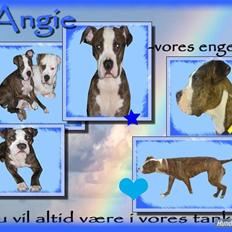 Amerikansk staffordshire terrier Angie RIP.
