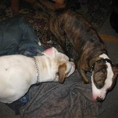 Amerikansk staffordshire terrier Angie RIP.