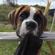 Boxer Chabrinell´s Luc