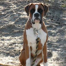 Boxer Chabrinell´s Luc